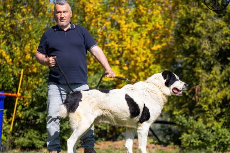 34. 	Pes	Veteránov	AZERI HARCOS T´MIDISLANDER UNIQUE	V1