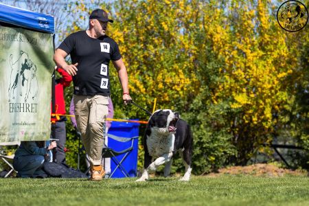 35. 	Pes	Veteránov	NIRAD GJULCITAJ TUHAJ BEJ	V2