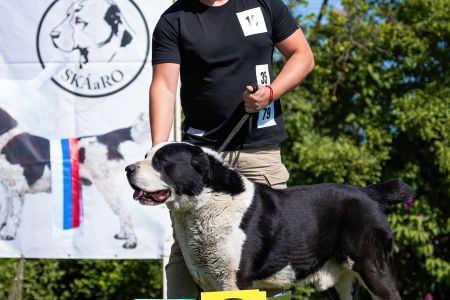 35. 	Pes	Veteránov	NIRAD GJULCITAJ TUHAJ BEJ	V2