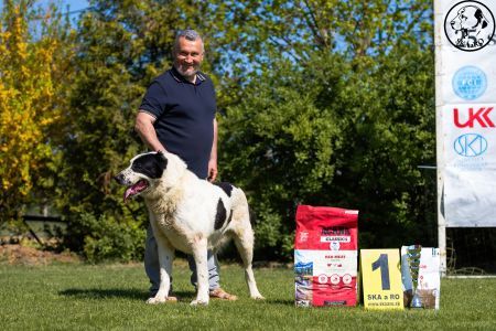 34. 	Pes	Veteránov	AZERI HARCOS T´MIDISLANDER UNIQUE	V1