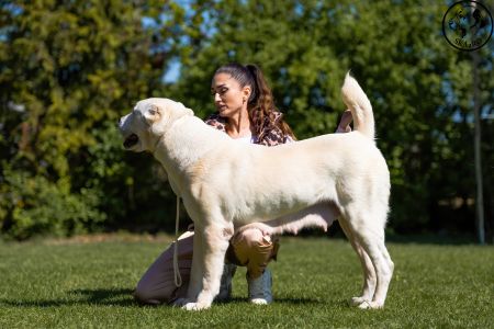 95. 	Suka	Veteránov	 ENIŠ IZ RUSKOG IZVORA  V1, BIS Veterán