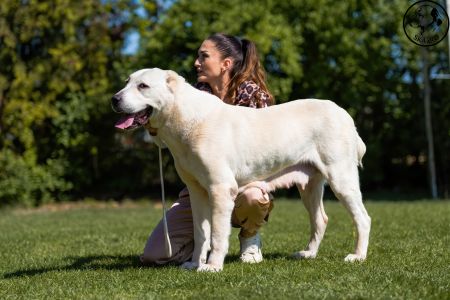 95. 	Suka	Veteránov	 ENIŠ IZ RUSKOG IZVORA  V1, BIS Veterán