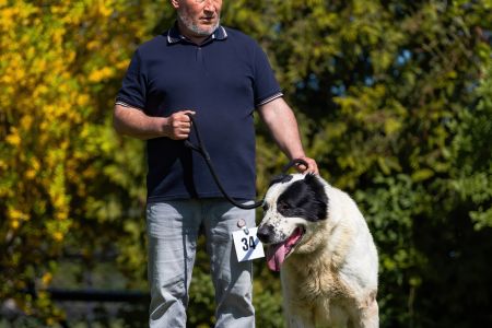 34. 	Pes	Veteránov	AZERI HARCOS T´MIDISLANDER UNIQUE	V1