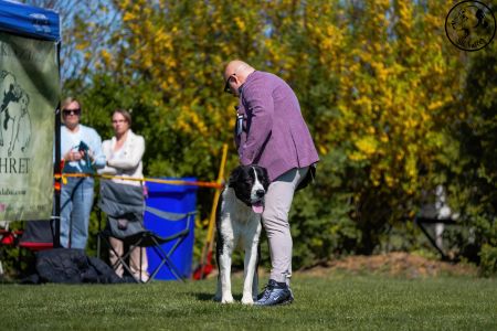 34. 	Suka	Trieda čestná	NATASHA PASIBA SHAMBAL	V1