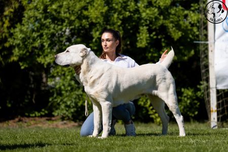 92.	Suka	Šampiónov	KAZBEGI CHARIZMA	V1, CAC