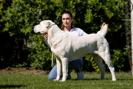 92.	Suka	Šampiónov	KAZBEGI CHARIZMA	V1, CAC