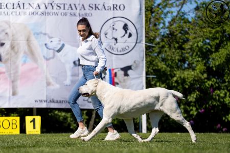 92.	Suka	Šampiónov	KAZBEGI CHARIZMA	V1, CAC