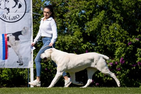 92.	Suka	Šampiónov	KAZBEGI CHARIZMA	V1, CAC