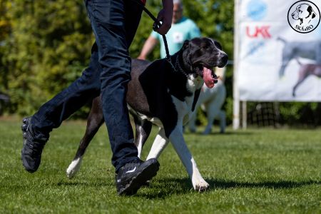 90. 	Suka	Otvorená	WHITNEY-BEARD’S-KENNEL	VD