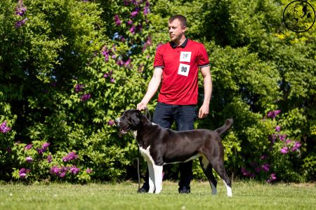 90. 	Suka	Otvorená	WHITNEY-BEARD’S-KENNEL	VD