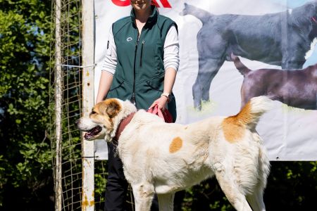 88. 	Suka	Otvorená	RENESMEE TENERIS GLORIA	VD
