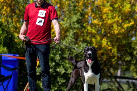 90. 	Suka	Otvorená	WHITNEY-BEARD’S-KENNEL	VD