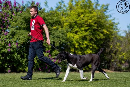 90. 	Suka	Otvorená	WHITNEY-BEARD’S-KENNEL	VD