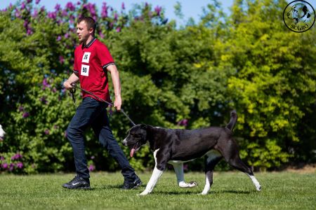 90. 	Suka	Otvorená	WHITNEY-BEARD’S-KENNEL	VD