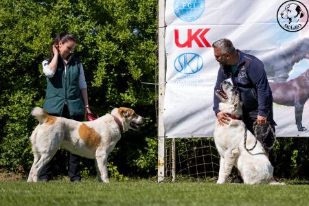 89. 	Suka	Otvorená	RENESMEE TENERIS HIONY	VD a 88. 	Suka	Otvorená	RENESMEE TENERIS GLORIA	VD