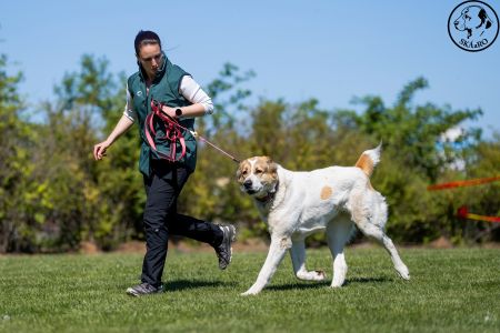 88. 	Suka	Otvorená	RENESMEE TENERIS GLORIA	VD