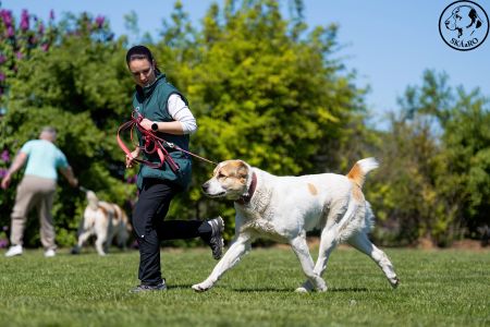 88. 	Suka	Otvorená	RENESMEE TENERIS GLORIA	VD