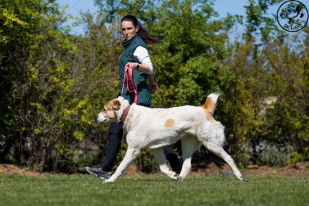 88. 	Suka	Otvorená	RENESMEE TENERIS GLORIA	VD