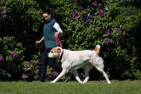 88. 	Suka	Otvorená	RENESMEE TENERIS GLORIA	VD
