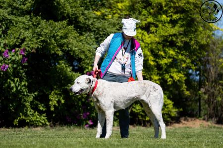 86. 	Suka	Otvorená	ORISSAY ROYAL DAISY	VD