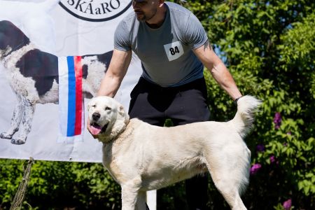 84. 	Suka	Otvorená	ODRIN ROYAL DAISY	V