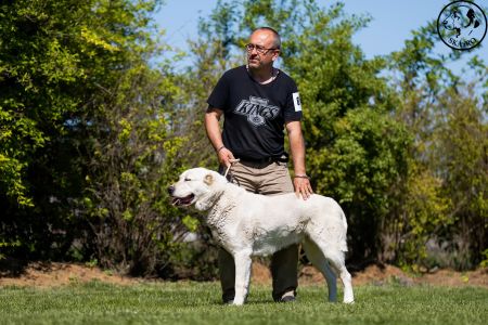 87. 	Suka	Otvorená	PRINCESS ROYAL DAISY	V