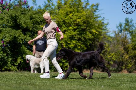 83. 	Suka	Otvorená	MASHA VALIS KENNEL	V