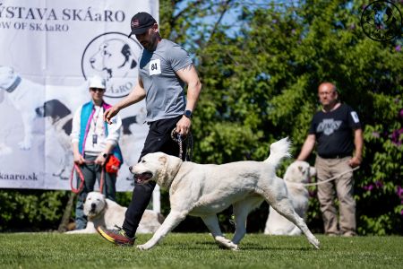 84. 	Suka	Otvorená	ODRIN ROYAL DAISY	V