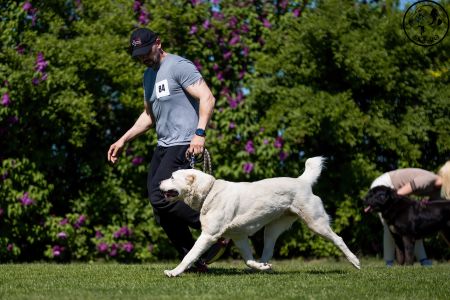 84. 	Suka	Otvorená	ODRIN ROYAL DAISY	V