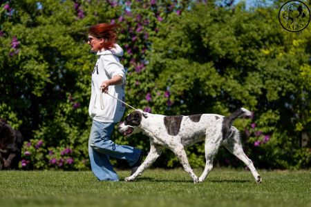 85. 	Suka	Otvorená	ORCHIDEA ROYAL DAISY	VD