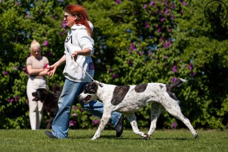 85. 	Suka	Otvorená	ORCHIDEA ROYAL DAISY	VD