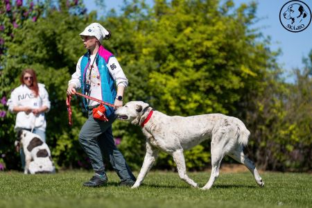 86. 	Suka	Otvorená	ORISSAY ROYAL DAISY	VD