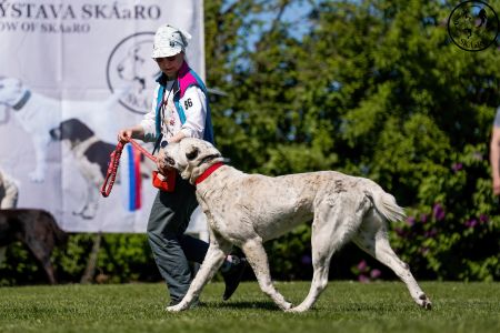 86. 	Suka	Otvorená	ORISSAY ROYAL DAISY	VD