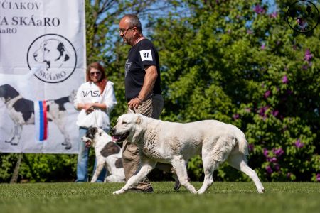 87. 	Suka	Otvorená	PRINCESS ROYAL DAISY	V