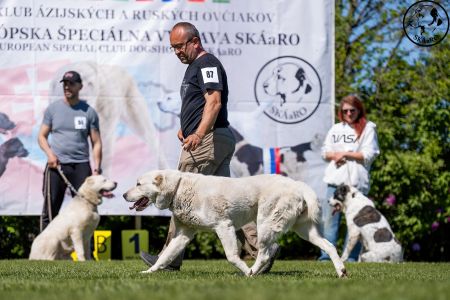 87. 	Suka	Otvorená	PRINCESS ROYAL DAISY	V