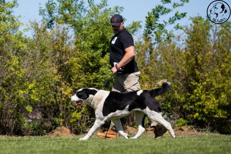 79. 	Suka	Otvorená	FRIDA CAO IT	V2, Res.CAC