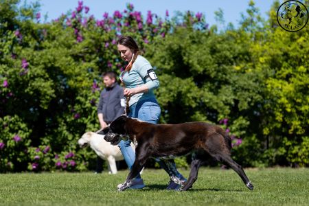 77. 	Suka	Otvorená	DORY BARKING MAD	V