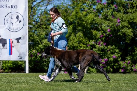 77. 	Suka	Otvorená	DORY BARKING MAD	V