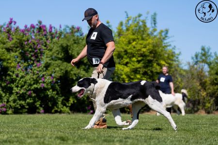 79. 	Suka	Otvorená	FRIDA CAO IT	V2, Res.CAC
