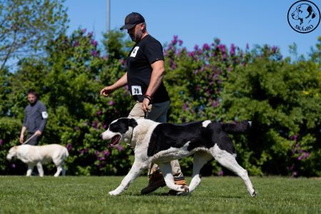 79. 	Suka	Otvorená	FRIDA CAO IT	V2, Res.CAC
