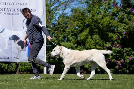 81. 	Suka	Otvorená	KAZBEGI HAYNA	Stredoeurópsky Víťaz, V1, CAC, BOB