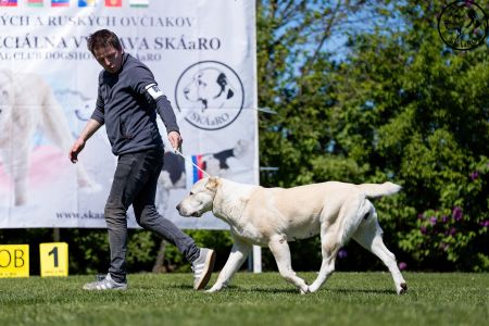 81. 	Suka	Otvorená	KAZBEGI HAYNA	Stredoeurópsky Víťaz, V1, CAC, BOB