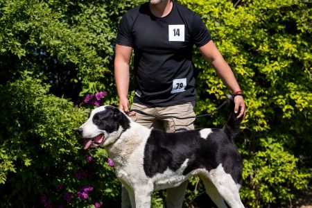 79. 	Suka	Otvorená	FRIDA CAO IT	V2, Res.CAC