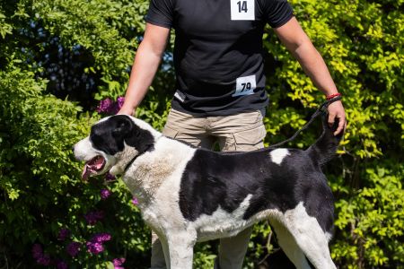 79. 	Suka	Otvorená	FRIDA CAO IT	V2, Res.CAC