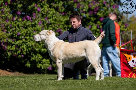 81. 	Suka	Otvorená	KAZBEGI HAYNA	Stredoeurópsky Víťaz, V1, CAC, BOB
