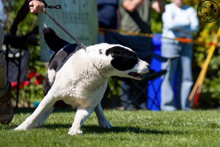 79. 	Suka	Otvorená	FRIDA CAO IT	V2, Res.CAC