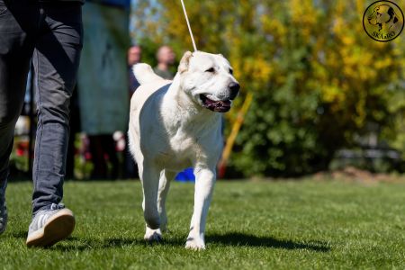81. 	Suka	Otvorená	KAZBEGI HAYNA	Stredoeurópsky Víťaz, V1, CAC, BOB