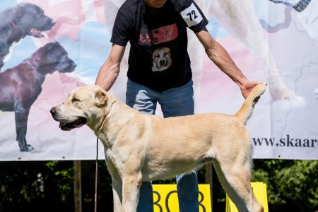 72. 	Suka	Otvorená	BONITA MORLAK DALMATO	V