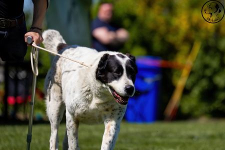 73. 	Suka	Otvorená	BONNIE SPOD VYSOKÝCH TATIER	V