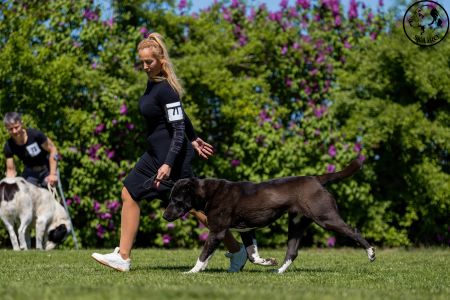 71. 	Suka	Otvorená	BIG CUNALE DESSA	V